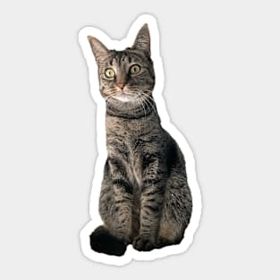 Kitty Sticker